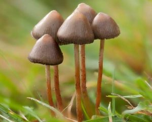psychedelic mushroom