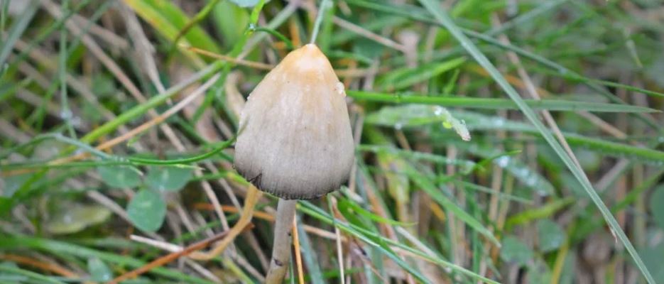 psychedelic mushroom
