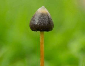 magic mushroom