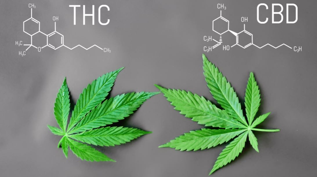 CBD oil vs THC