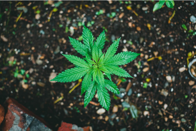 marijuana